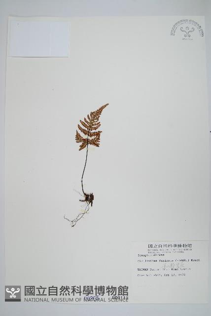 深山粉背蕨藏品圖，第1張