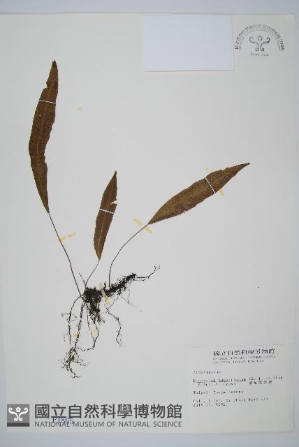 單葉雙蓋蕨藏品圖，第1張