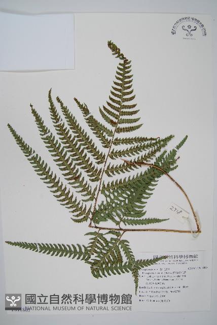 南海鱗毛蕨藏品圖，第1張