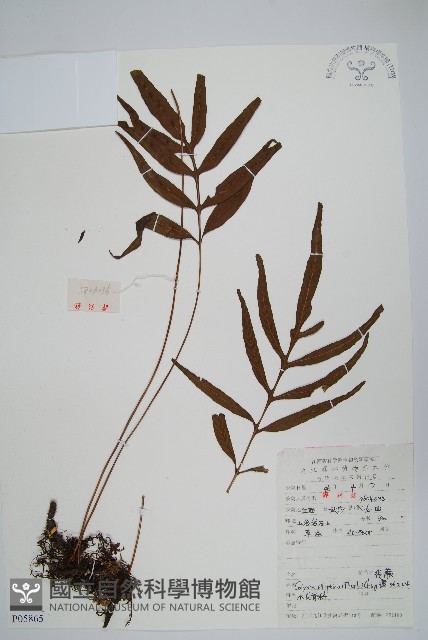 橢圓線蕨藏品圖，第1張
