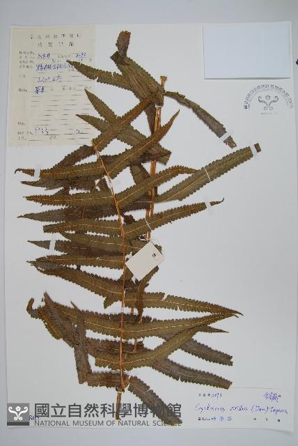 擬毛蕨藏品圖，第1張