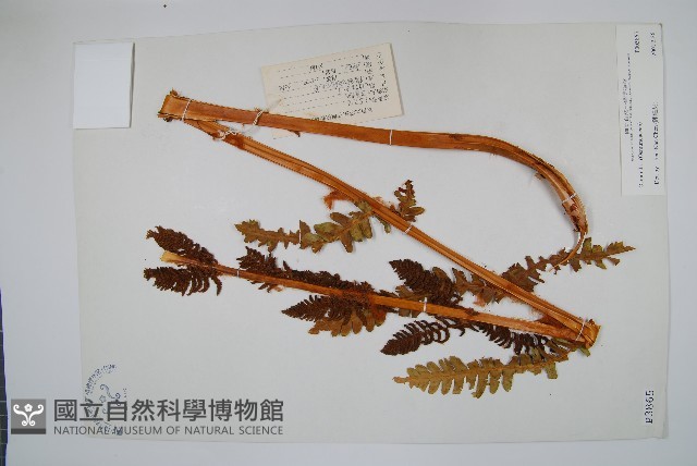 登錄號:P003865藏品圖，第1張