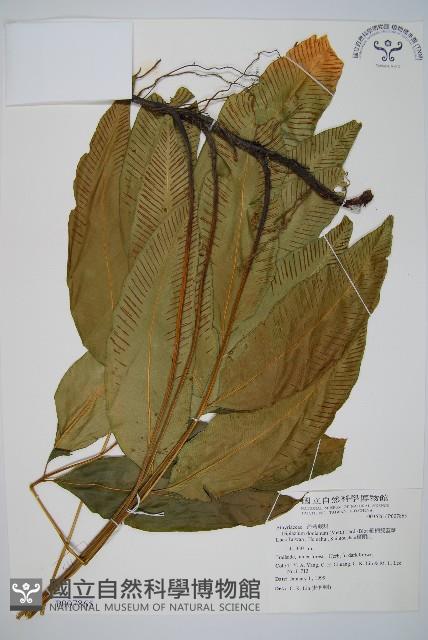 細柄雙蓋蕨藏品圖，第1張