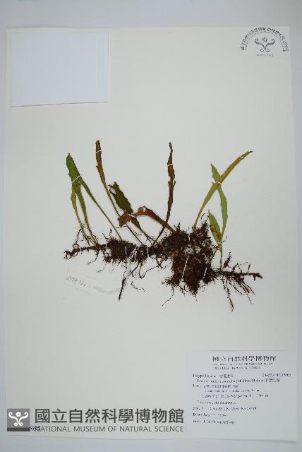 柳葉劍蕨藏品圖，第1張