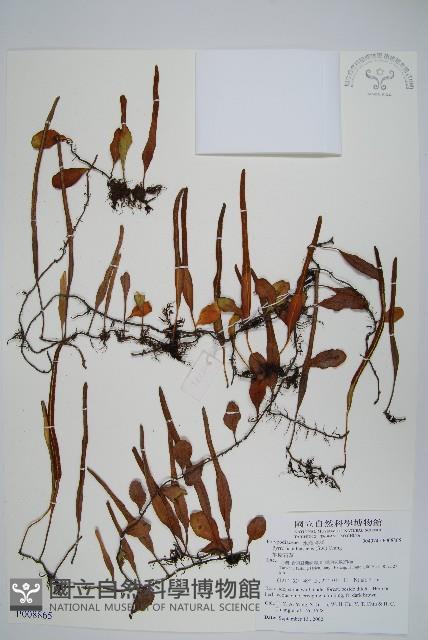 抱樹石葦藏品圖，第1張