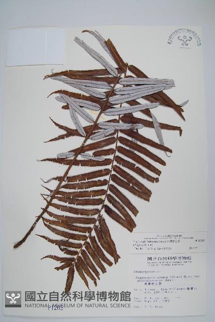 台灣瘤足蕨藏品圖，第1張