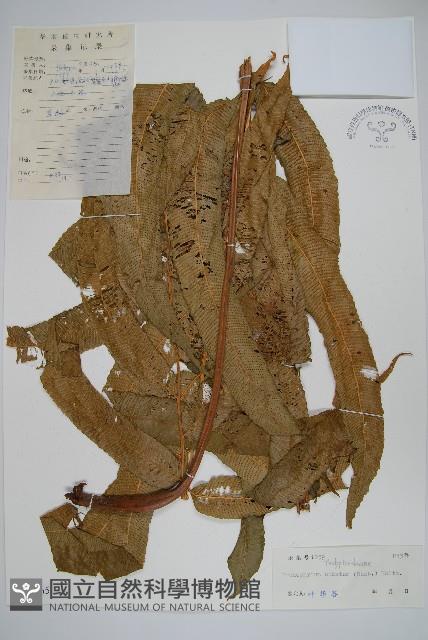 多羽新月蕨藏品圖，第1張