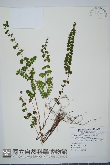 圓葉陵齒蕨藏品圖，第1張