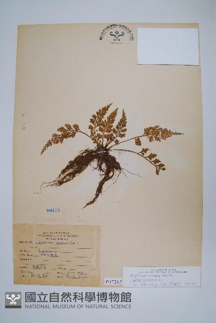 尖葉鐵角蕨藏品圖，第1張