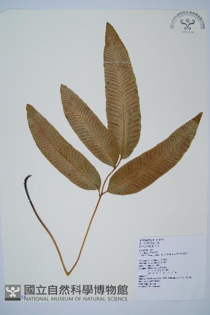 細柄雙蓋蕨藏品圖，第1張