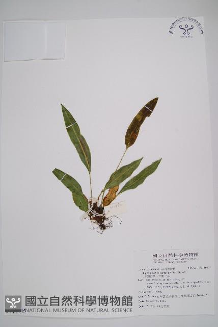 阿里山舌蕨、大葉舌蕨藏品圖，第1張