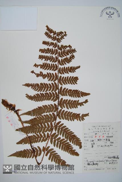 同形鱗毛蕨藏品圖，第1張