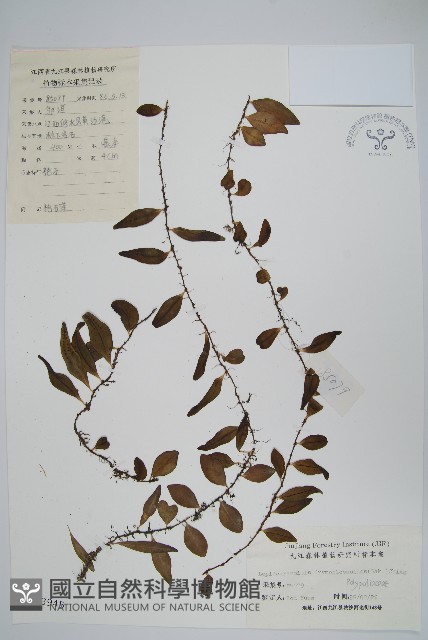 抱石蓮藏品圖，第1張