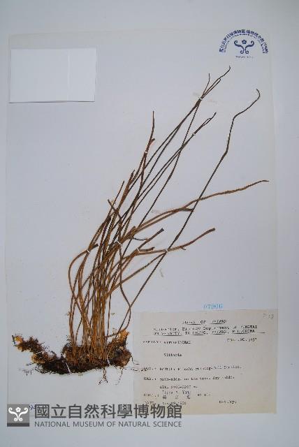 二條線蕨藏品圖，第1張