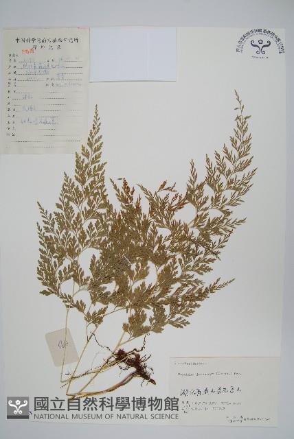 日本金粉蕨藏品圖，第1張