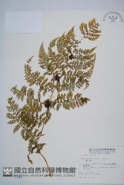 稀子蕨藏品圖，第1張