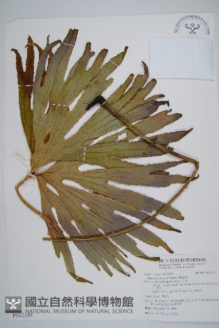 雙扇蕨藏品圖，第1張