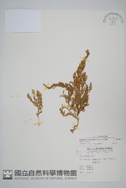 異葉卷柏藏品圖，第1張