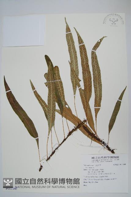 登錄號:P011145藏品圖，第1張