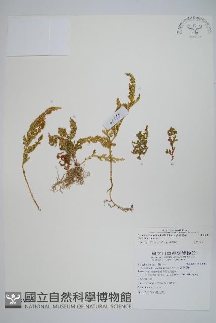 異葉卷柏藏品圖，第1張