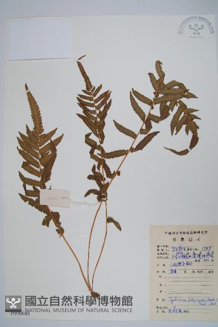 寬羽毛蕨藏品圖，第1張