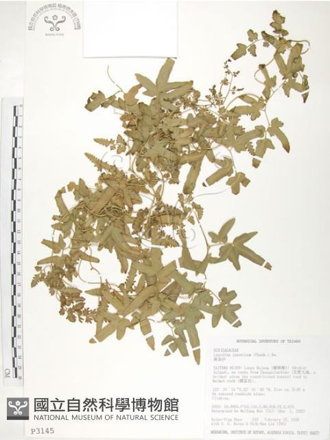 海金沙藏品圖，第1張