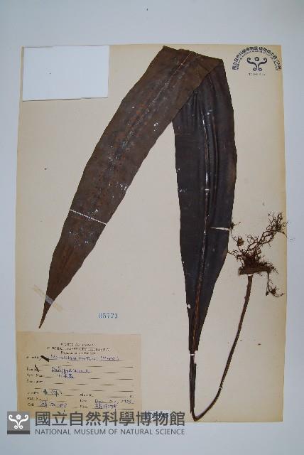 大星蕨藏品圖，第1張