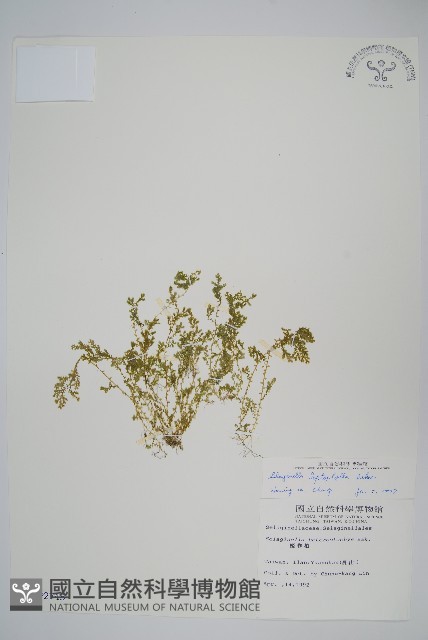 膜葉卷柏藏品圖，第1張