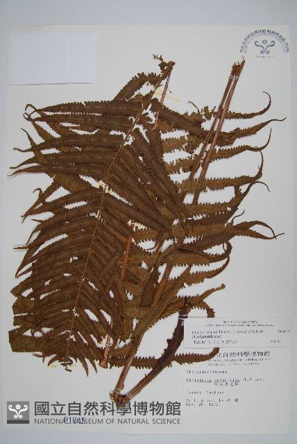 密毛毛蕨藏品圖，第1張