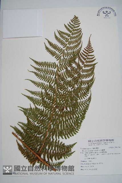 柄囊蕨藏品圖，第1張