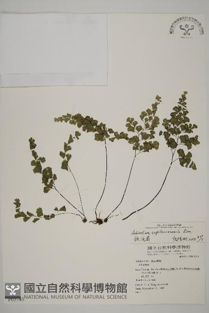 鐵線蕨藏品圖，第1張