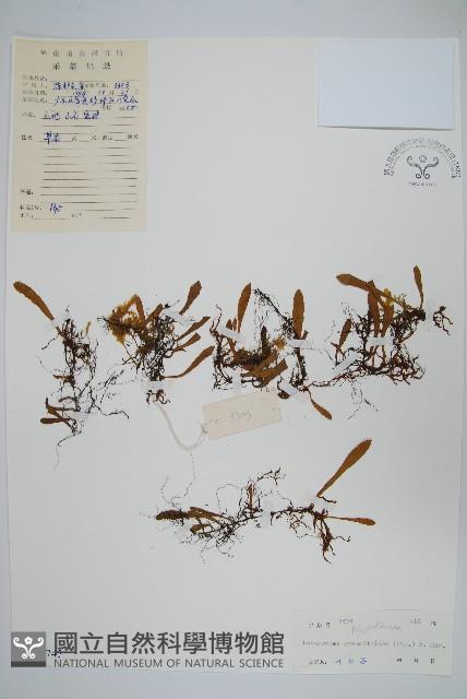 小葉劍蕨藏品圖，第1張