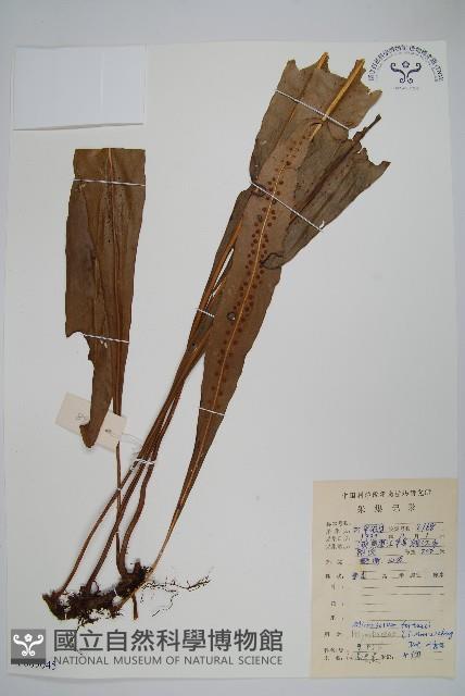 大星蕨藏品圖，第1張