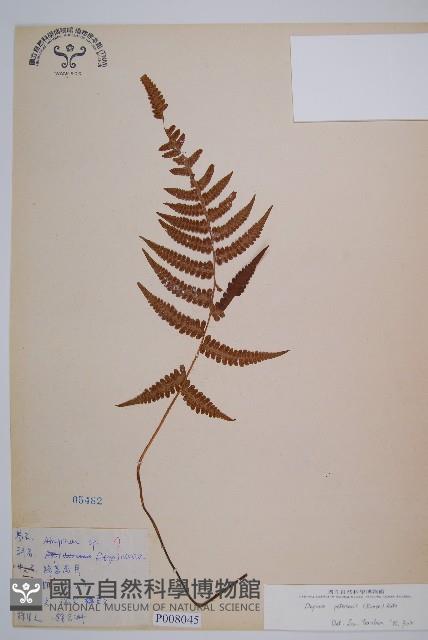 假蹄蓋蕨、東洋蹄蓋蕨藏品圖，第1張