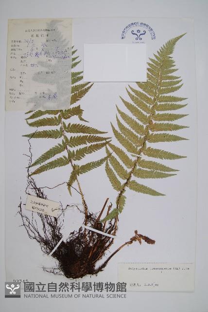 對馬耳蕨藏品圖，第1張