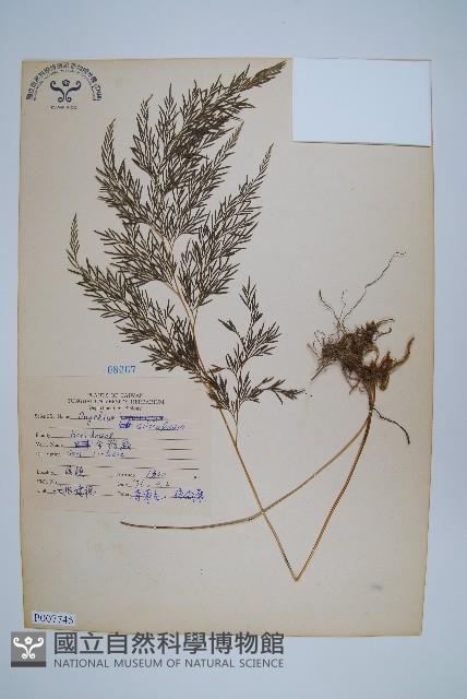 金粉蕨藏品圖，第1張