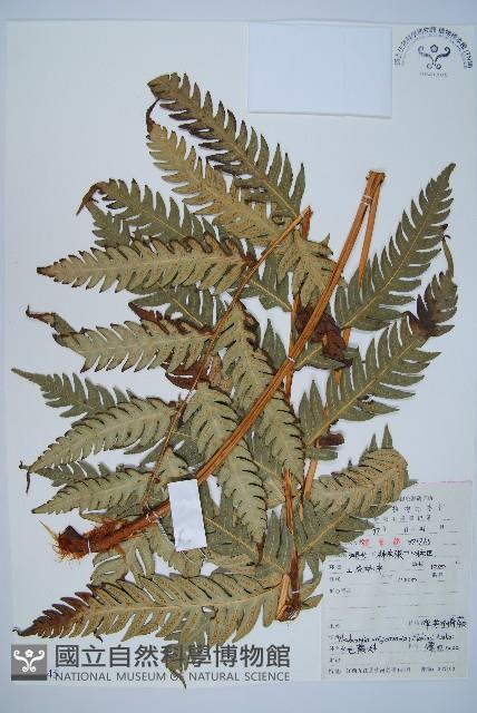 生芽狗脊蕨、頂芽狗脊蕨藏品圖，第1張