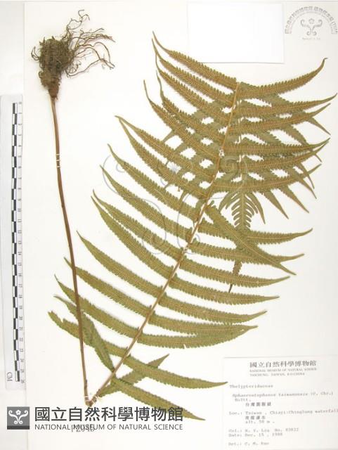 台灣毛蕨、台灣圓腺蕨藏品圖，第1張