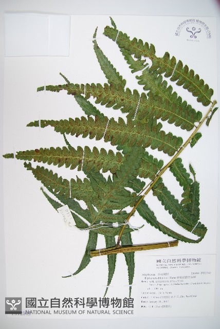 廣葉鋸齒雙蓋蕨藏品圖，第1張
