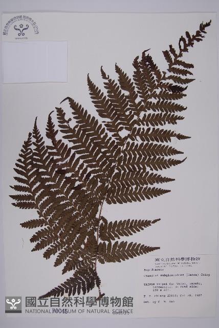 肋毛蕨藏品圖，第1張