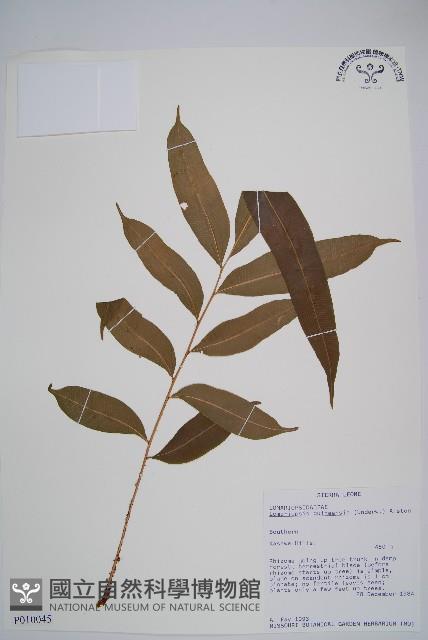 登錄號:P010045藏品圖，第1張