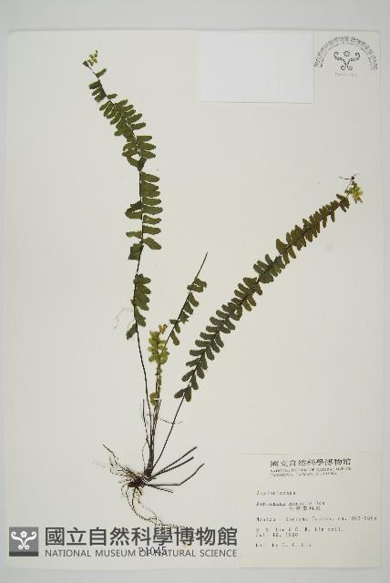 生芽鐵角蕨藏品圖，第1張