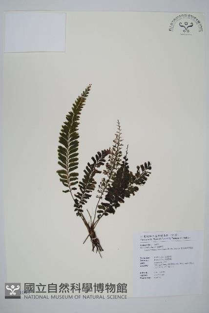 菲律賓厚葉蕨藏品圖，第1張