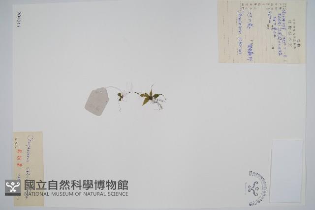 過山蕨藏品圖，第1張