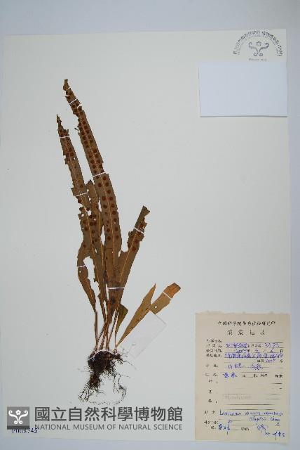 粵瓦葦藏品圖，第1張