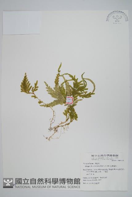 全緣卷柏藏品圖，第1張