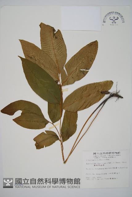 細柄雙蓋蕨藏品圖，第1張