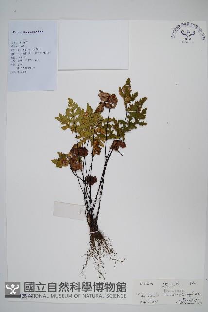 黑心蕨藏品圖，第1張