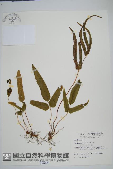 箭葉鱗始蕨藏品圖，第1張