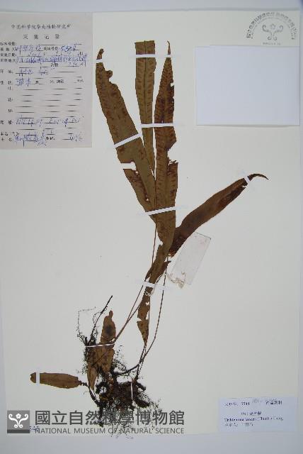 單葉雙蓋蕨藏品圖，第1張